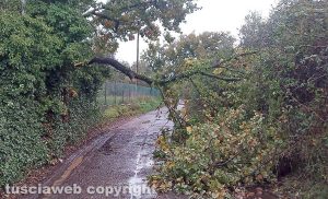 Viterbo - Un albero caduto