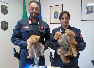 Civita Castellana - Traffico illecito di animali, sequestrati cinque gattini