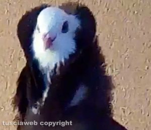 Montefiascone - Colombo Cappuccino