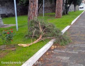 Viterbo - Ramo caduto a viale Capocci