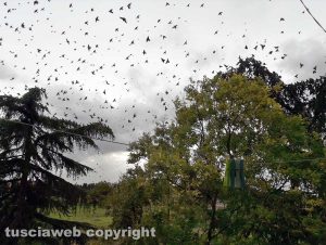 Storni in volo