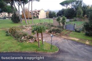 Capranica - Albero caduto in viale Laura