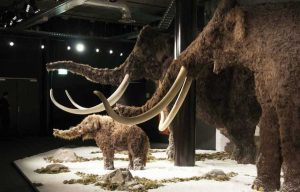Viterbo - La mostra Era Glaciale