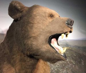 La mostra “Era Glaciale” a Viterbo