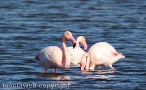 Gli scatti di Alina Briciu
