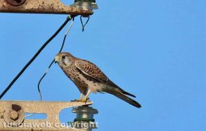 Gli scatti di Alina Briciu
