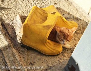 Romeo, il gatto con gli stivali