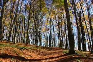 Caprarola - La faggeta del lago di Vico