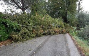 Un albero caduto - Immagine di repertorio