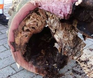 Sutri - Abbattuto platano pericolante