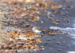Bolsena - Uccello sul lago