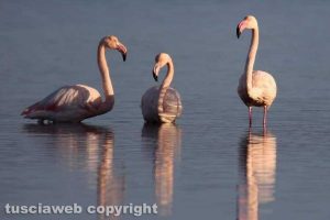 Orbetello - Fenicotteri rosa alla laguna