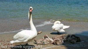Una famiglia di cigni