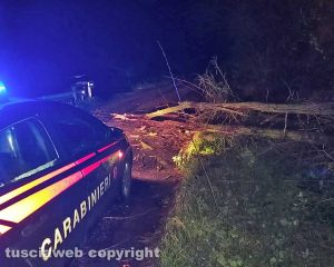 Montefiascone - L'albero caduto in via Poggio della frusta - Carabinieri sul posto