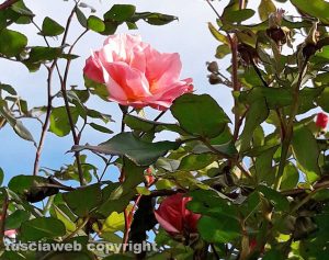 Rosa d'inverno - Foto di Assunta Ricci