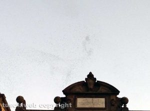 Viterbo - Stormi di uccelli sopra Porta Fiorentina