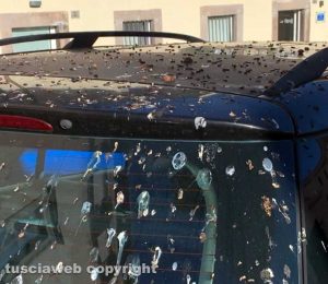 Auto coperta da escrementi di uccelli