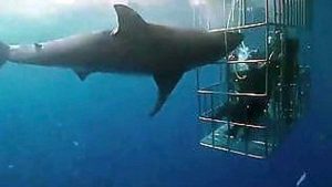 Squalo incastrato nella gabbia