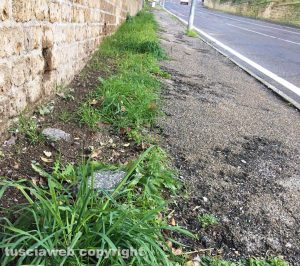 Viterbo - Erbacce sul marciapiede di via della Pila