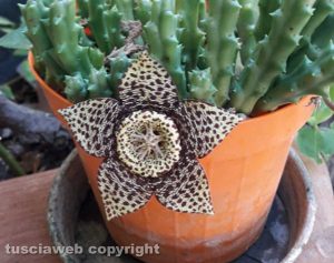 Stapelia variegata