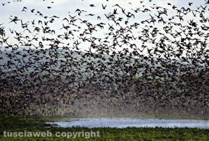 Storni a Tuscania