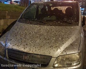 Viterbo - Macchina piena di guano a piazza del Teatro