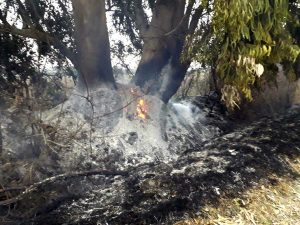 Tarquinia - L'incendio domato dai volontari Aeopc