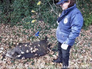 Viterbo – Il cinghiale morto lungo la strada di Belcolle