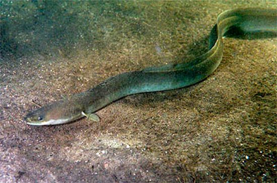 Anguilla