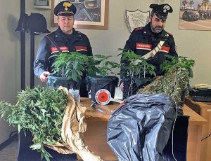 Ladispoli - Le piante di marijuana sequestrate