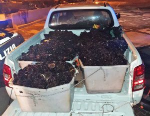 Civitavecchia - Il sequestro di ricci di mare