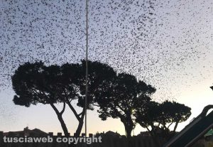Viterbo - Gli storni a piazzale Gramsci