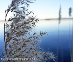 Inverno sul lago di Bolsena - Foto di Arianna Baccelloni