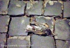 Viterbo - Gli storni uccisi dai botti di Capodanno