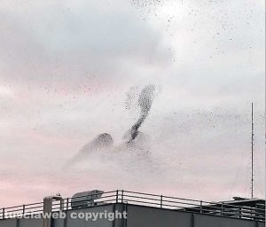 Viterbo - Storni in volo sul quartiere Cappuccini
