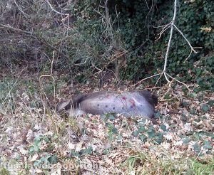 Viterbo – Il cinghiale morto lungo la strada di Belcolle - Tre i capezzoli recisi