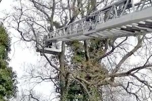 Montefiascone - I vigili del fuoco salvano un gatto bloccato su un albero