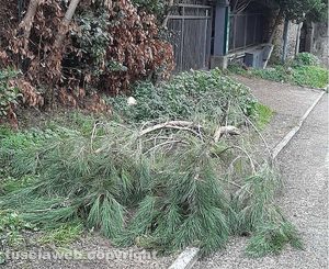Viterbo - Rami caduti al parcheggio di via delle Fortezze