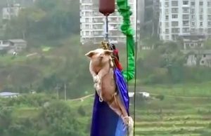 Cina - Maiale lanciato col bungee jumping