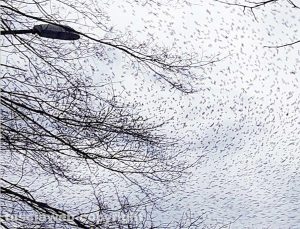 Viterbo - Invasione di storni a viale Trento