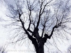 Luci d'inverno - Foto di Assunta Ricci