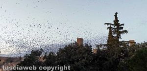 Gli storni a Pianoscarano