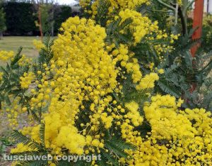 Mimosa fiorita il 31 gennaio...