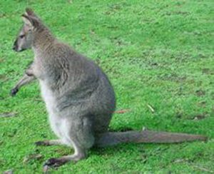 Wallaby