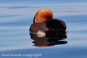 Un giretto al lago di Bolsena - Un fistione turco