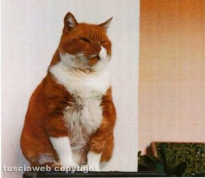 Animali - Il gatto Willy