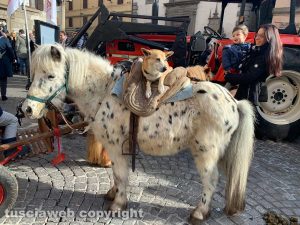 Carrozze, cavalli, cani e gatti hanno invaso la città