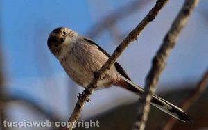 Un uccellino a Capodimonte