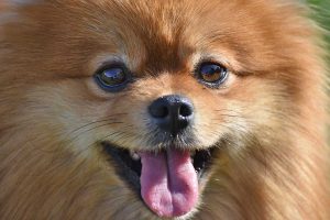 Un pomerania