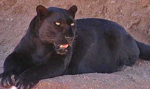 Una pantera